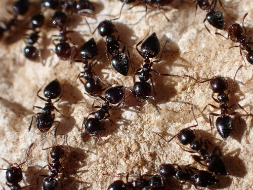 Crematogaster auberti