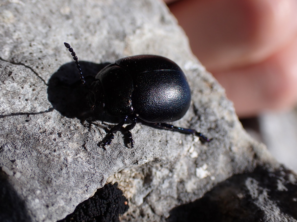 Chrysolina obscurella