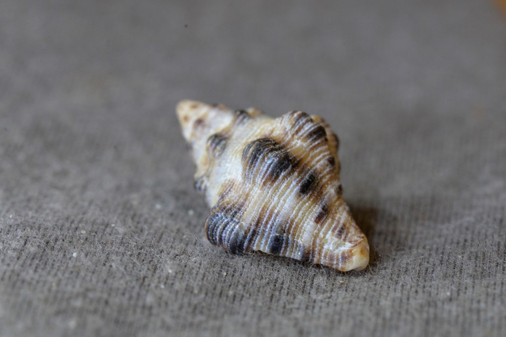 Thais ambustulata