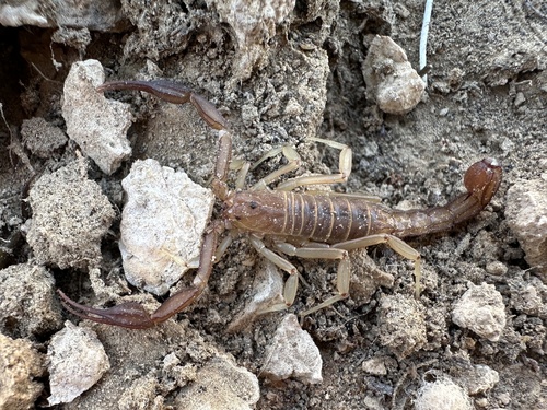 Stahnkeus deserticola