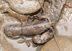 Cherax