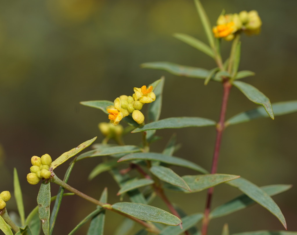Poison Pimelea