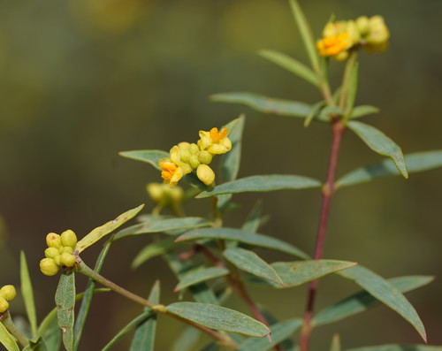 Pimelea neoanglica Threlfall