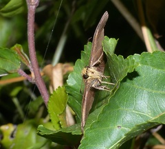 Eagris nottoana knysna