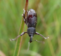 Stramia costirostris