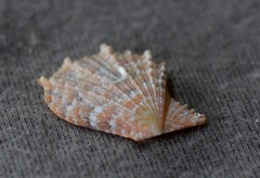 Scaeochlamys livida