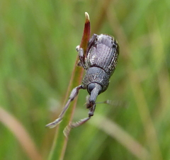 Stramia costirostris