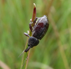 Stramia costirostris