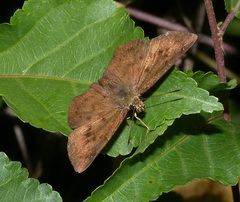 Eagris nottoana knysna