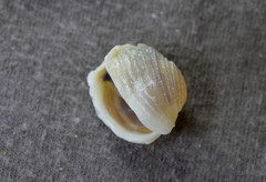 Irus crenatus
