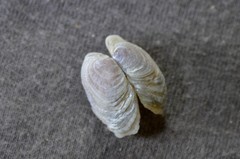 Irus crenatus