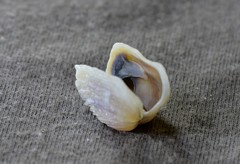 Irus crenatus