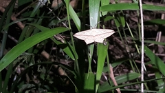 Timandra convectaria