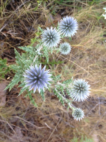 Glandular Globe-thistle