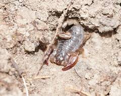 Urodacus manicatus