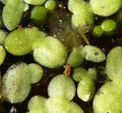 Dicyrtomidae