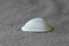 Tugali parmophoidea