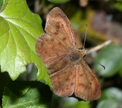 Eagris nottoana knysna