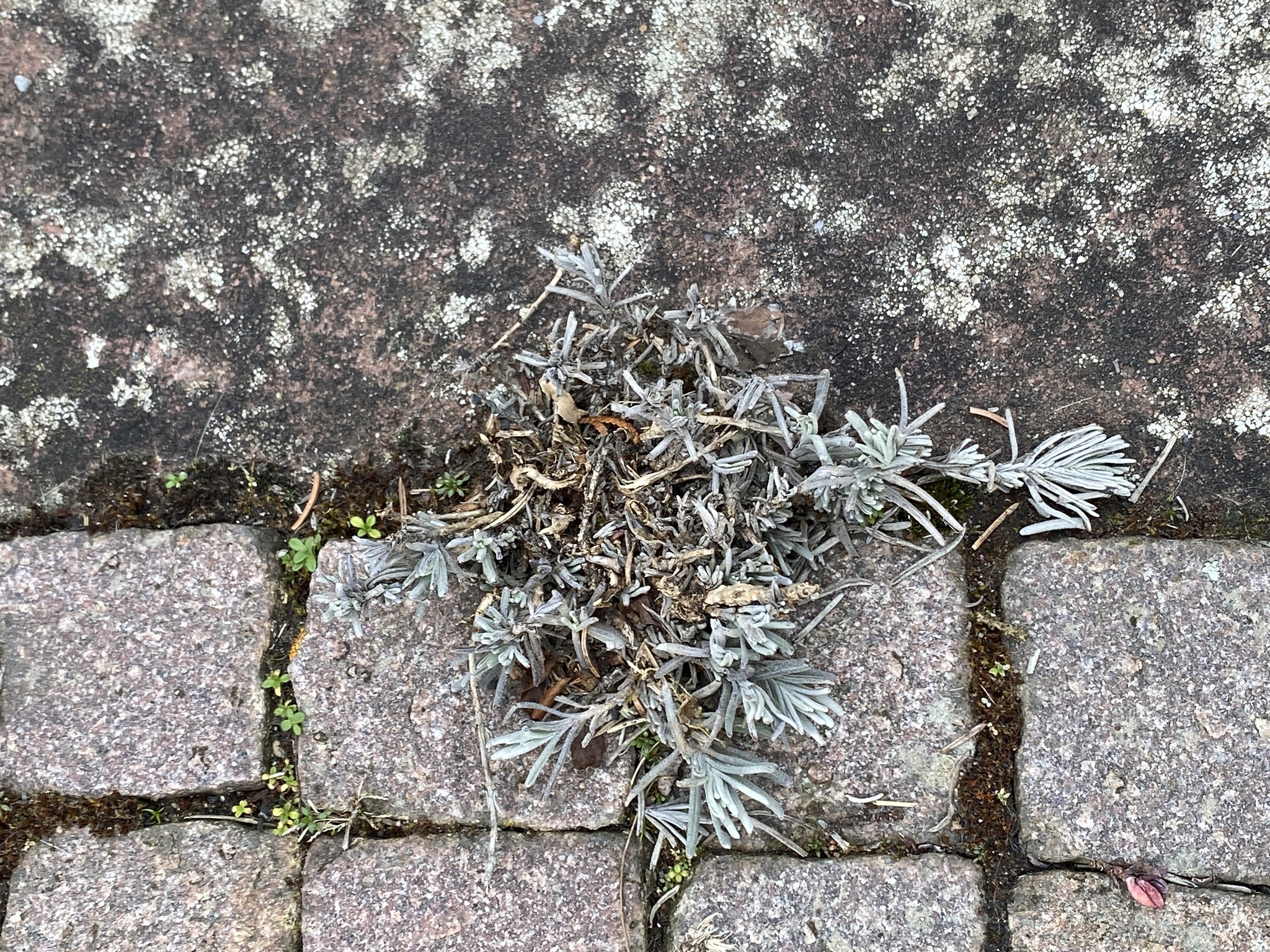 Imagem de Lavanda