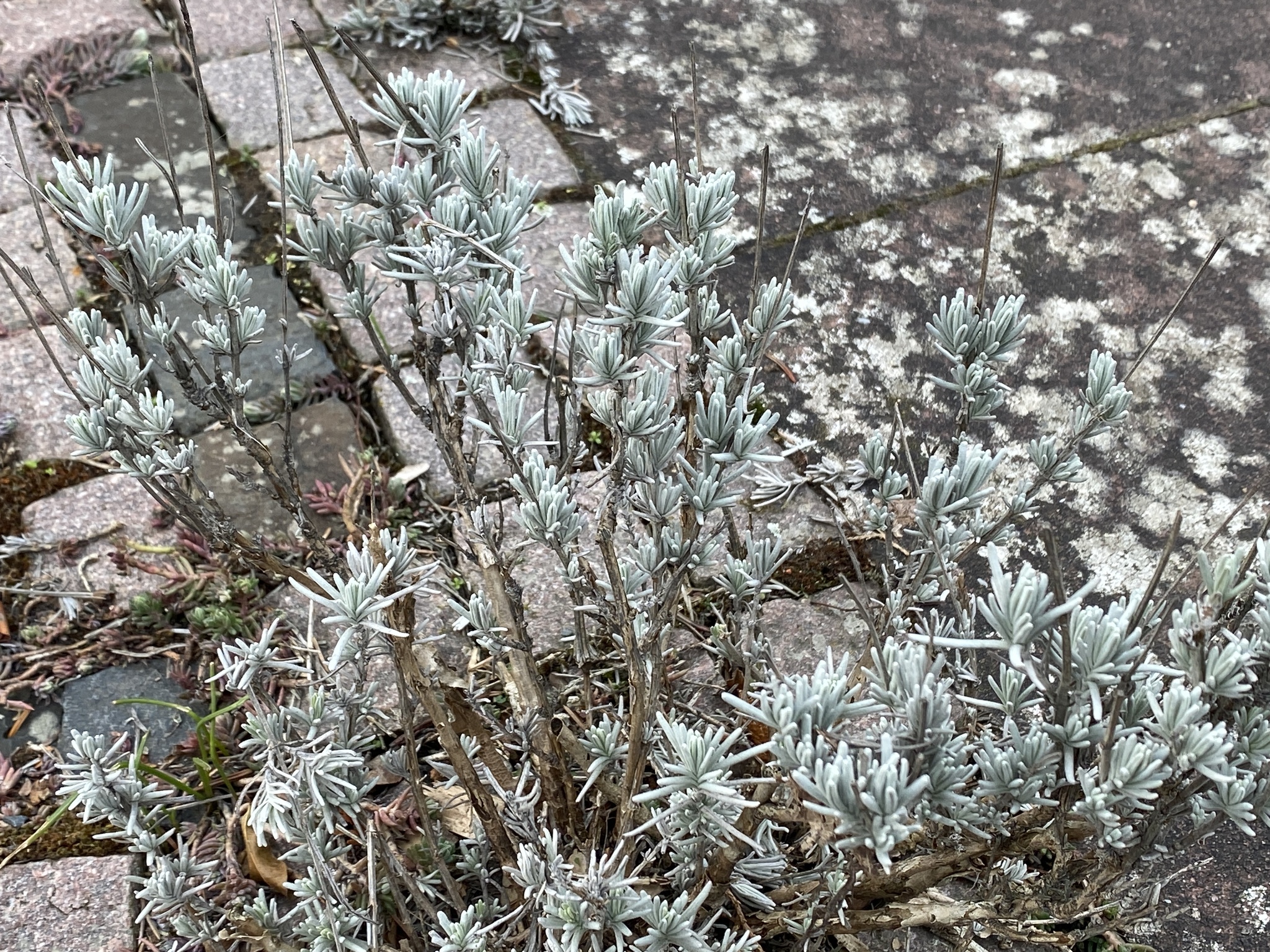 Imagem de Lavanda