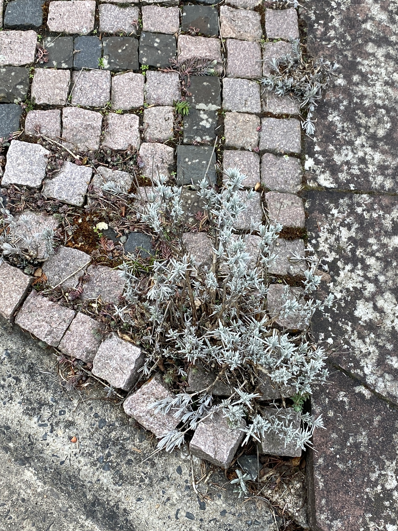 Imagem de Lavanda