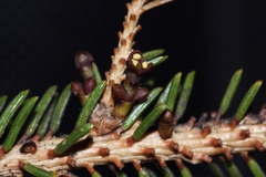 Arceuthobium pusillum