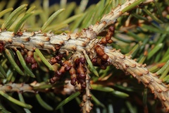 Arceuthobium pusillum