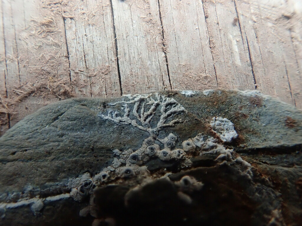 Aspicilia fimbriata