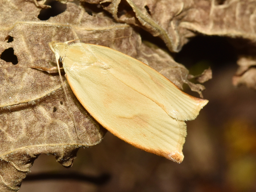 Odites sucinea