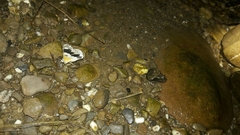 Pingasa ruginaria pacifica