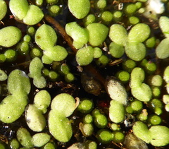 Dicyrtomidae