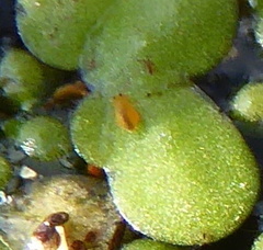 Dicyrtomidae
