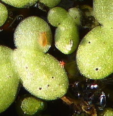 Dicyrtomidae