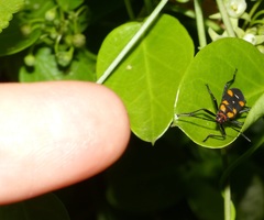 Oncopeltus famelicus