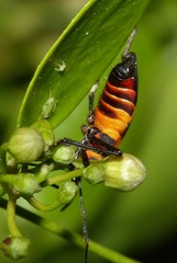 Oncopeltus famelicus