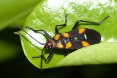 Oncopeltus famelicus