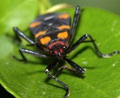 Oncopeltus famelicus