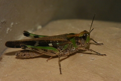Aiolopus thalassinus rodericensis