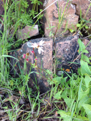 Lithophragma glabrum