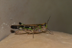 Aiolopus thalassinus rodericensis