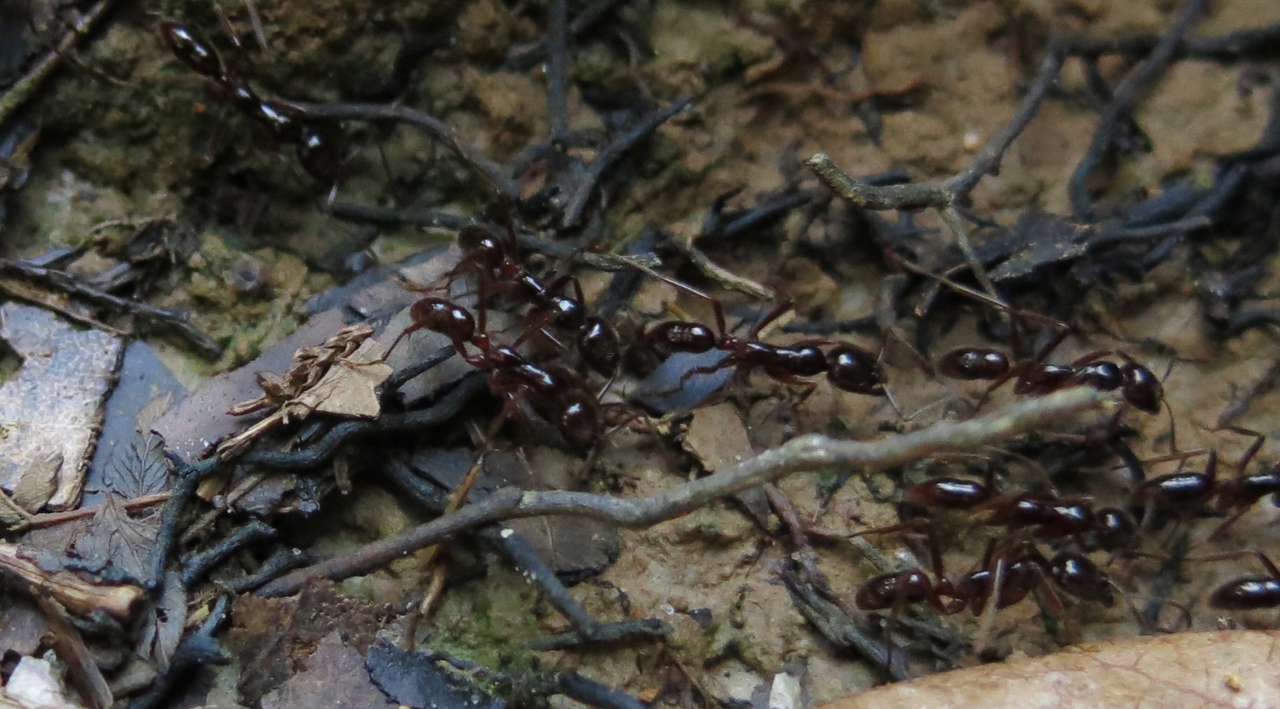 Leptogenys borneensis