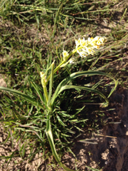 Toxicoscordion venenosum