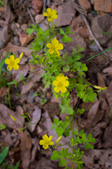 Oxalis texana