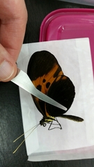 Heliconius numata bicoloratus