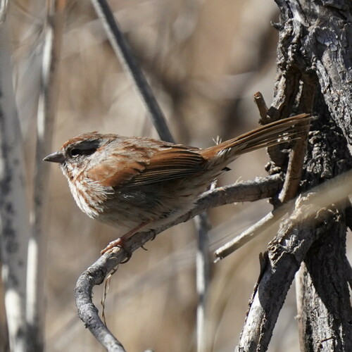 Song Sparrow photographed in Arizona
