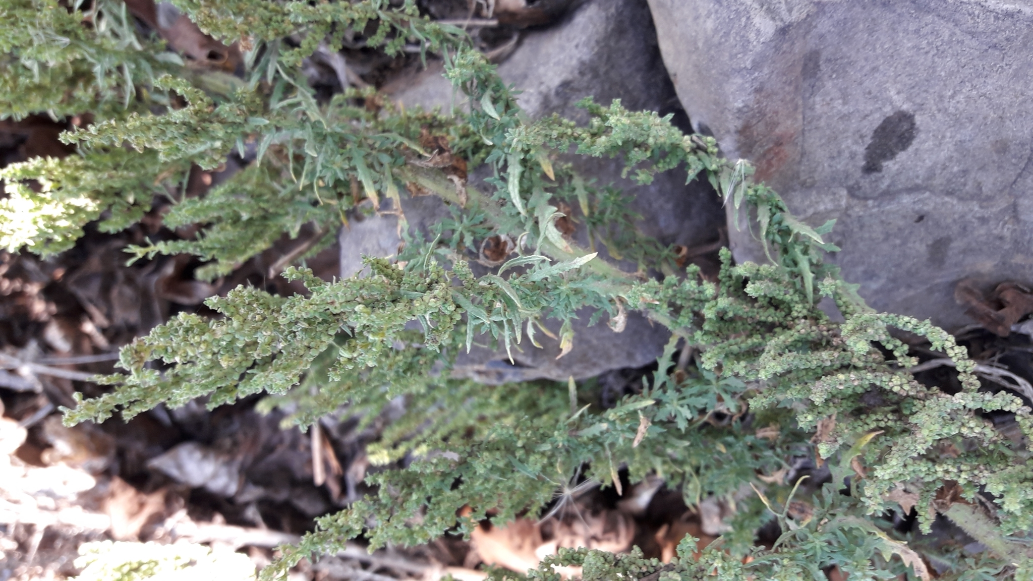 Dysphania chilensis
