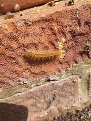 Euplagia quadripunctaria