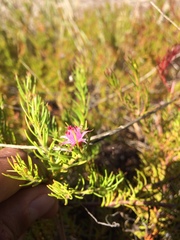 Diastella proteoides