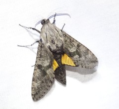 Prionoxystus robiniae