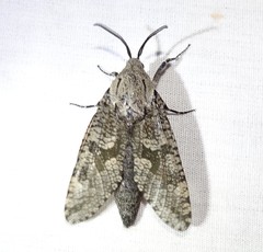 Prionoxystus robiniae